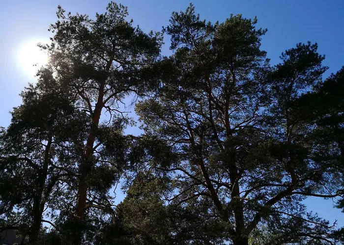 Charming Pine View 아파트